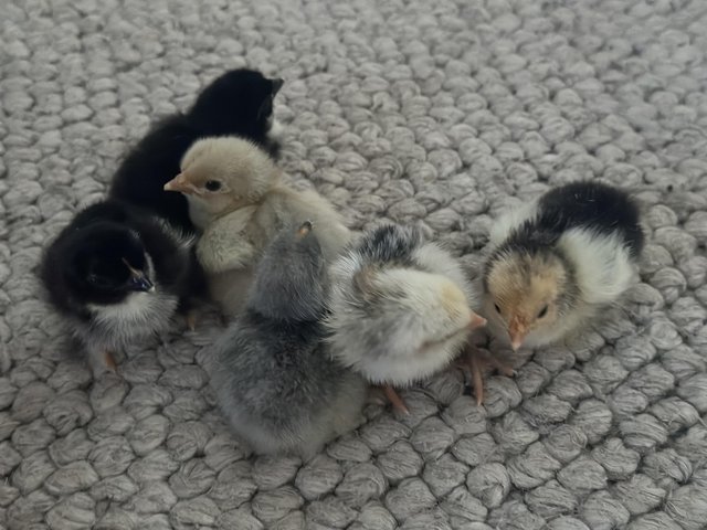 Preview of the first image of Chicks various quality breeds.