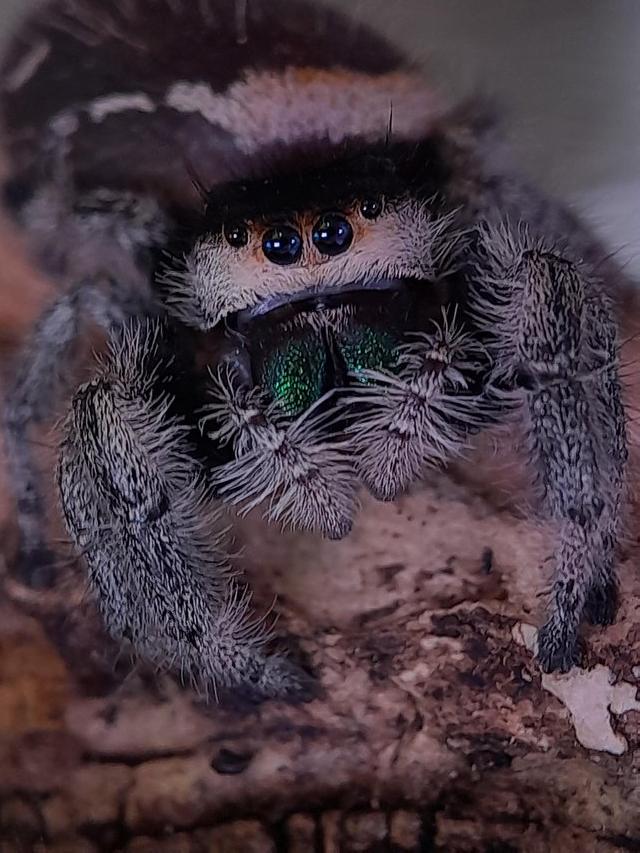 Preview of the first image of Baby jumping spider - phiddipus regius.