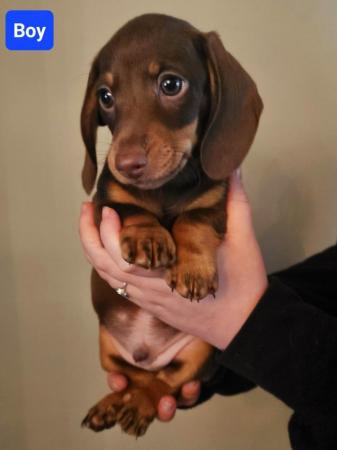 Image 3 of Miniature Dachshunds KC registered