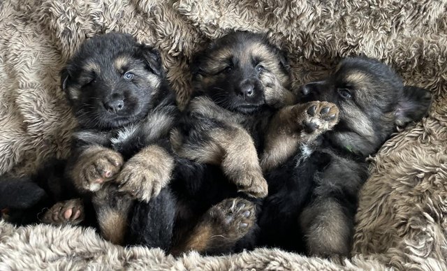 LONG HAIRED GERMAN SHEPHERD PUPPIES - EXCELLENT PEDIGREE for sale in Carnforth, Lancashire