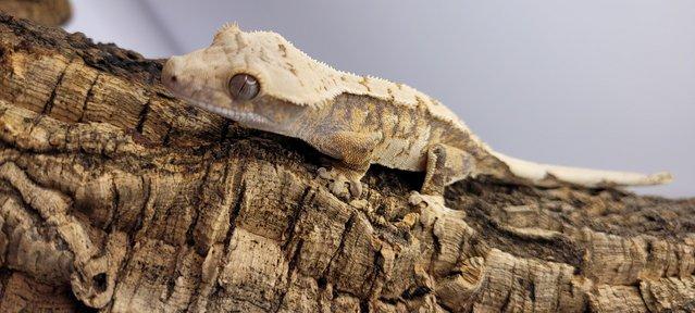 Preview of the first image of Gorgeous Tri Colour Crested Gecko ready for forever home.