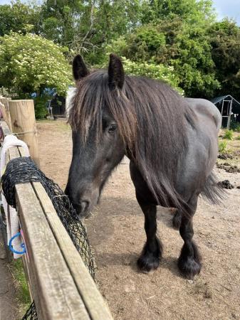Image 1 of Dales pony for loan, experienced person only