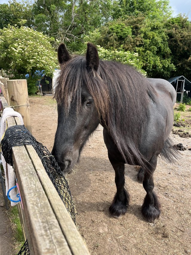 Preview of the first image of Dales pony for loan, experienced person only.