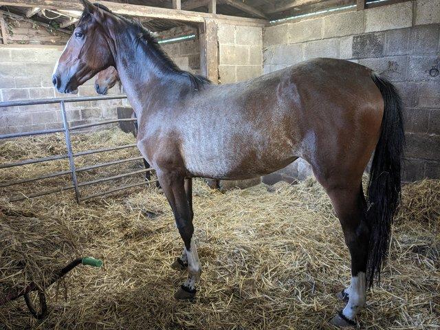 Preview of the first image of Connie x 20 months old Filly to make 15hh.