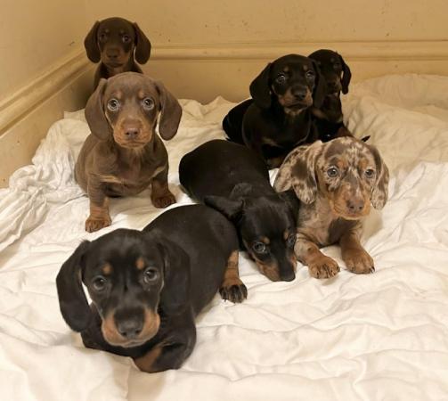 Image 4 of Standard Dachshund puppies