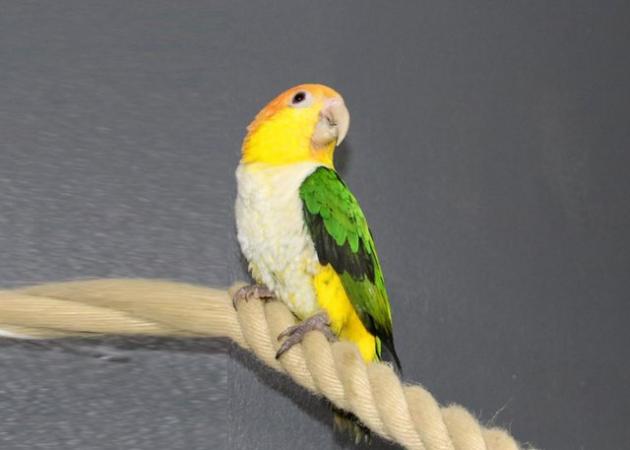 Image 6 of Baby Yellow Thigh Caique for sale,19