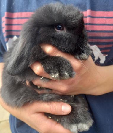 Image 4 of 10 week old mini lops for sale