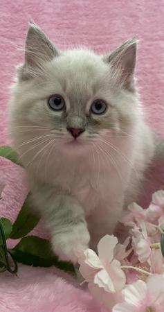Image 1 of Stunning Ragdollblue / lilac lynx boy one now reserved