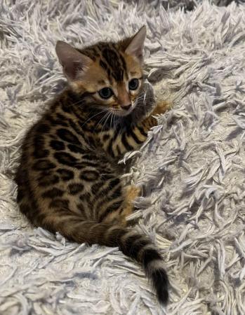 Image 8 of Tica bengal kittens for sale!