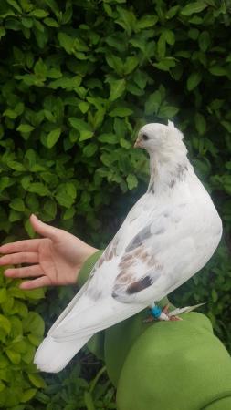 Image 2 of Hand reared pet pigeon for sale!