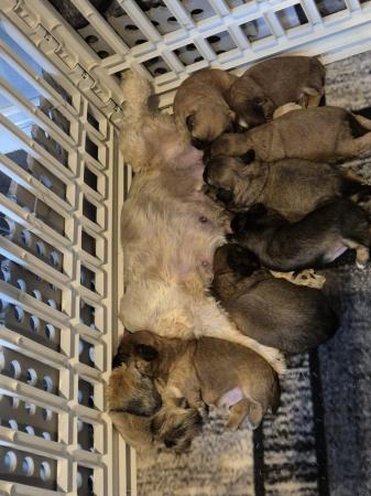 Image 5 of 6 week old shi tzu puppies