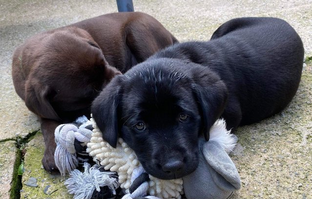 Image 13 of 1 LEFT READY NOW Gorgeous KC Reg Black Labrador Puppies