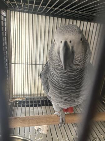 Image 4 of SOLD STC Tame Talking African Grey Parrots