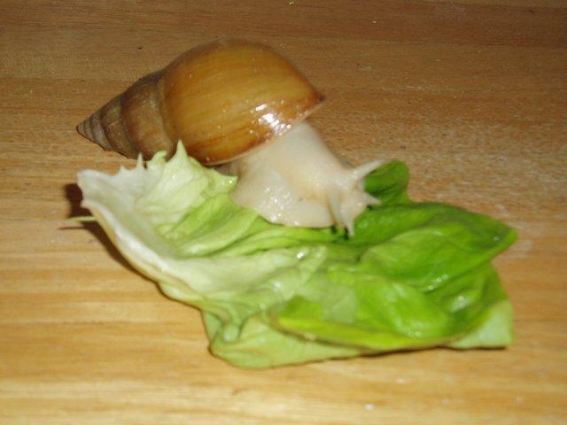 Preview of the first image of ALBINO GIANT AFRICAN LAND SNAIL..