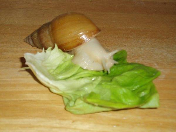 Image 1 of ALBINO GIANT AFRICAN LAND SNAIL.
