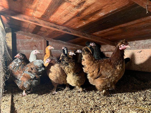 Preview of the first image of 5 month old pekin hens for sales.