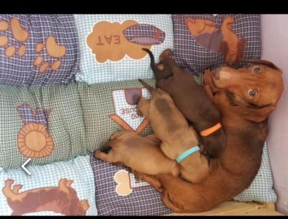 Image 10 of Smooth dachshund puppies