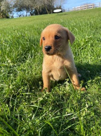 Image 18 of OUTSTANDING LITTER OF FOX RED AND YELLOW LABRADOR PUPPIES