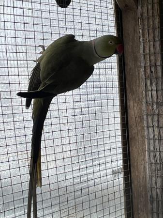 Image 3 of Olive green male ringneck parakeet