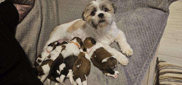 Image 7 of Lhasa apso puppies!! 3 boys 1 girl left