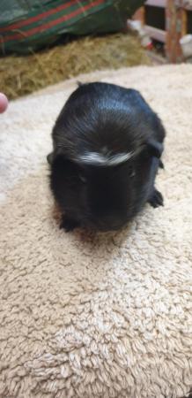 Image 7 of 8 week old guinea pigs ready to go now