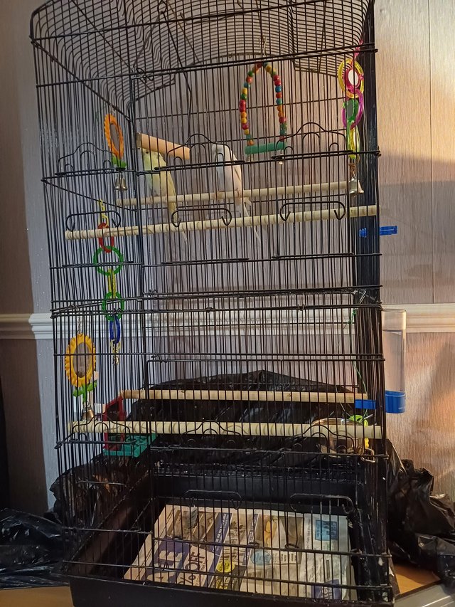Preview of the first image of Female budgies Come with cage.