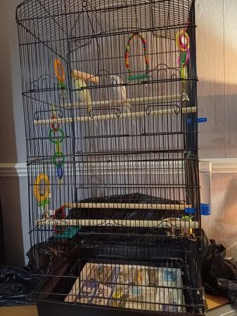 Image 1 of Female budgies Come with cage