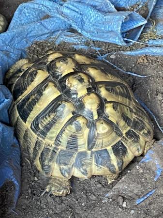 Image 7 of Female Hermanns Tortoises 13 years old