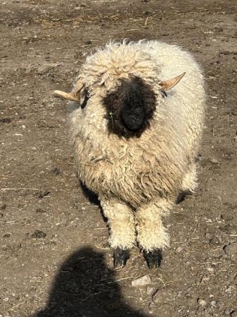 Image 1 of Valais Blacknose ewe ( unregistered )
