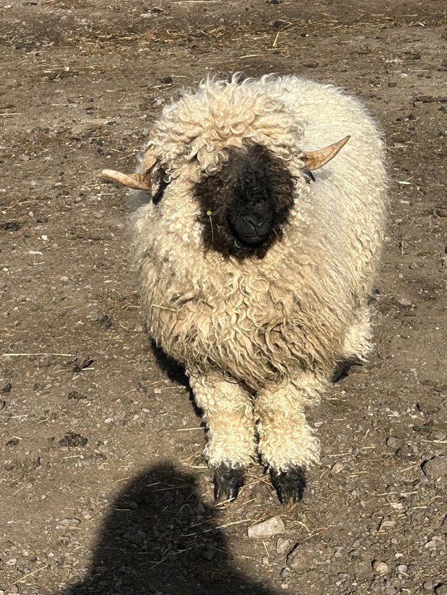 Preview of the first image of Valais Blacknose ewe ( unregistered ).
