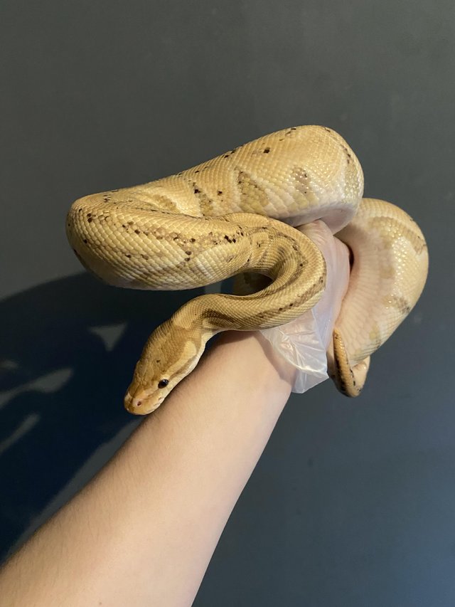 Preview of the first image of Ball Python Collection For Sale.