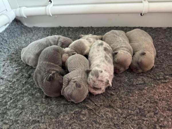 Image 2 of French bulldog Puppys quality litter PP avail