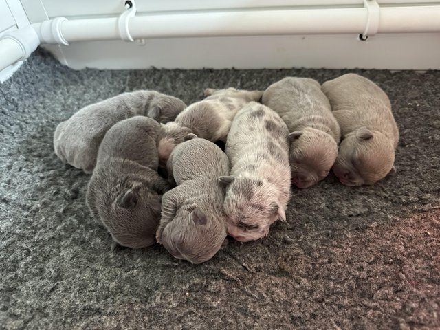 Preview of the first image of French bulldog Puppys quality litter PP avail.