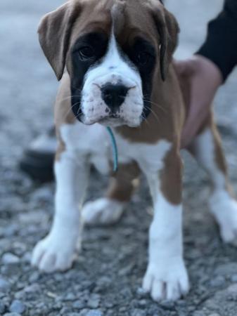 Image 21 of READY SOON!!!!Stunning 3rd generation boxer puppies