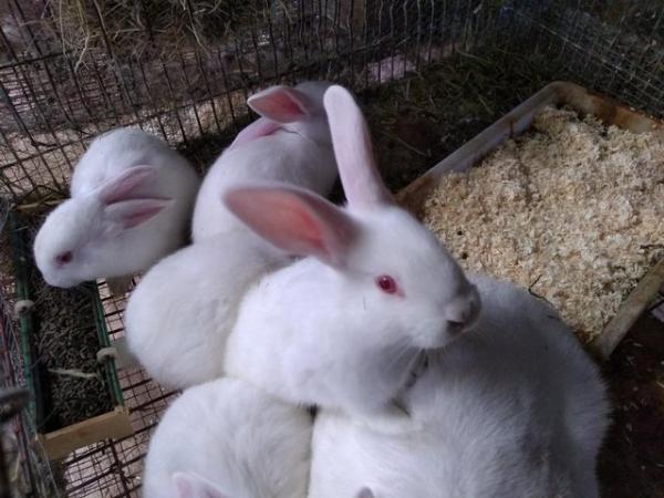 Image 3 of New Zealand White rabbits for sale