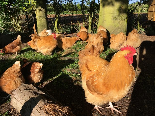 Preview of the first image of Buff Orpington hatching eggs £1.50p each.