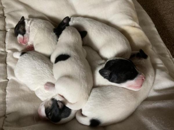 Image 2 of Jack Russell puppies for sale