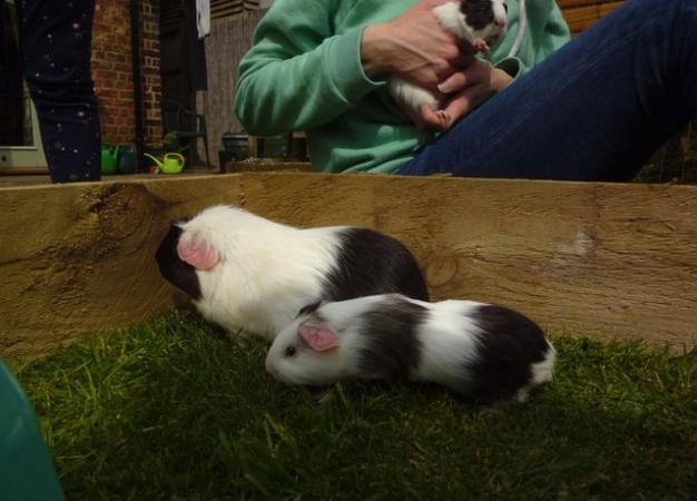 Image 1 of female guinea pig 6 months old, good condition