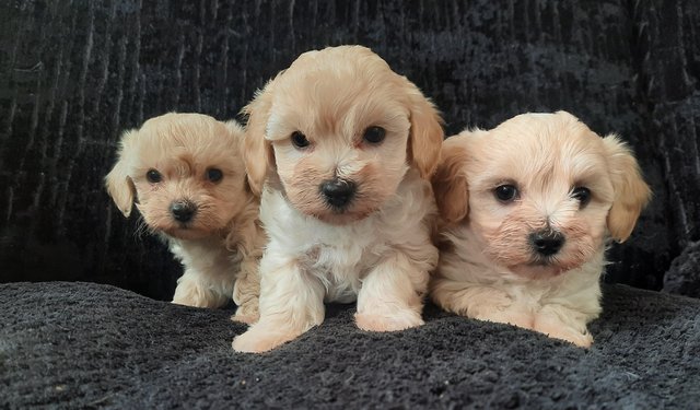 Image 2 of TINY maltipoo girls READY NOW