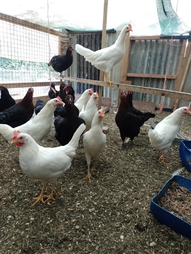 Preview of the first image of Blue, white and dark brown pol egg laying chickens.