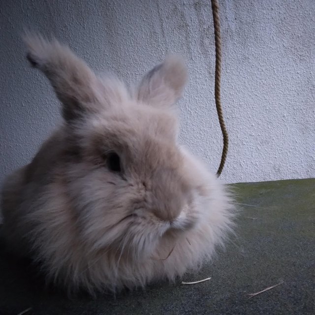 Preview of the first image of Gorgeous fluffy male lionhead rabbit nearly 2 years.