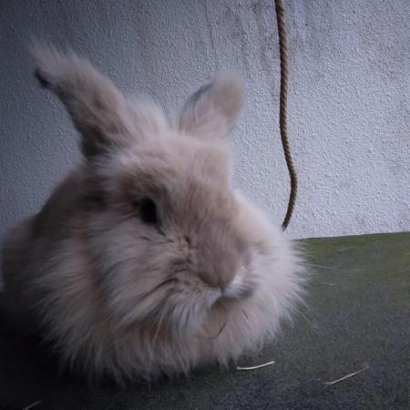 Image 1 of Gorgeous fluffy male lionhead rabbit nearly 2 years