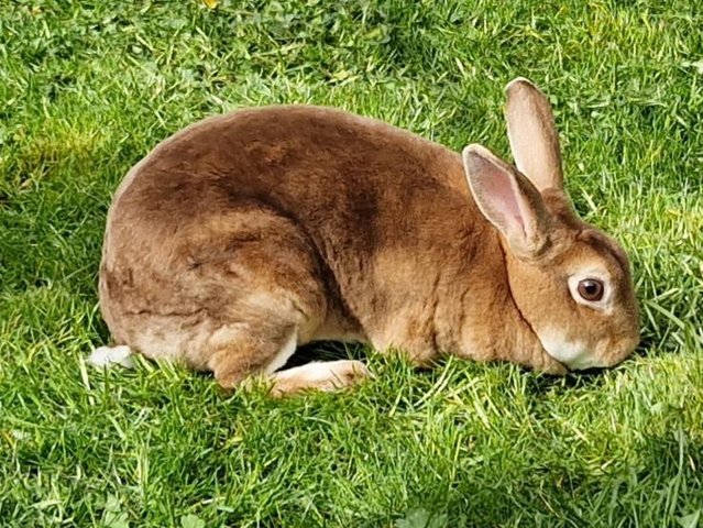 Preview of the first image of Female Mini Rex. Approx 9mths old. Only £15.