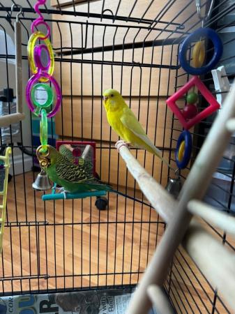 Image 3 of Two goergeous young budgie with cage and stand