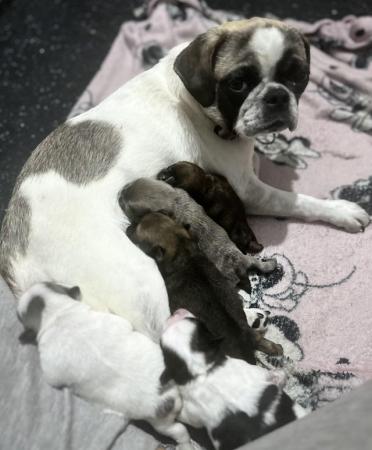 Image 3 of Chug puppies ready for deposit to secure