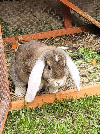 Image 2 of Giant full pedigree French lop baby rabbits