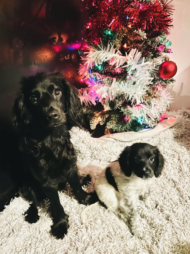 Preview of the first image of 2 female Cockapoo pups,.