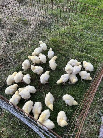 Image 3 of Cob Chickens growers and chicks