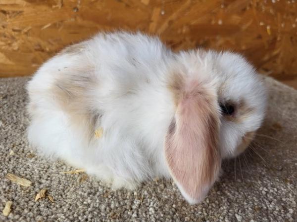 Image 11 of Reserved Baby Mini Lop Buck For Reserving (2)