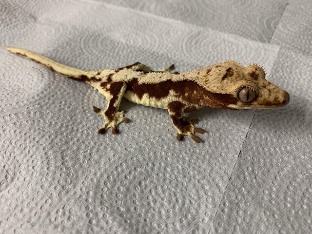 Preview of the first image of Red Lilly White Crested geckos.
